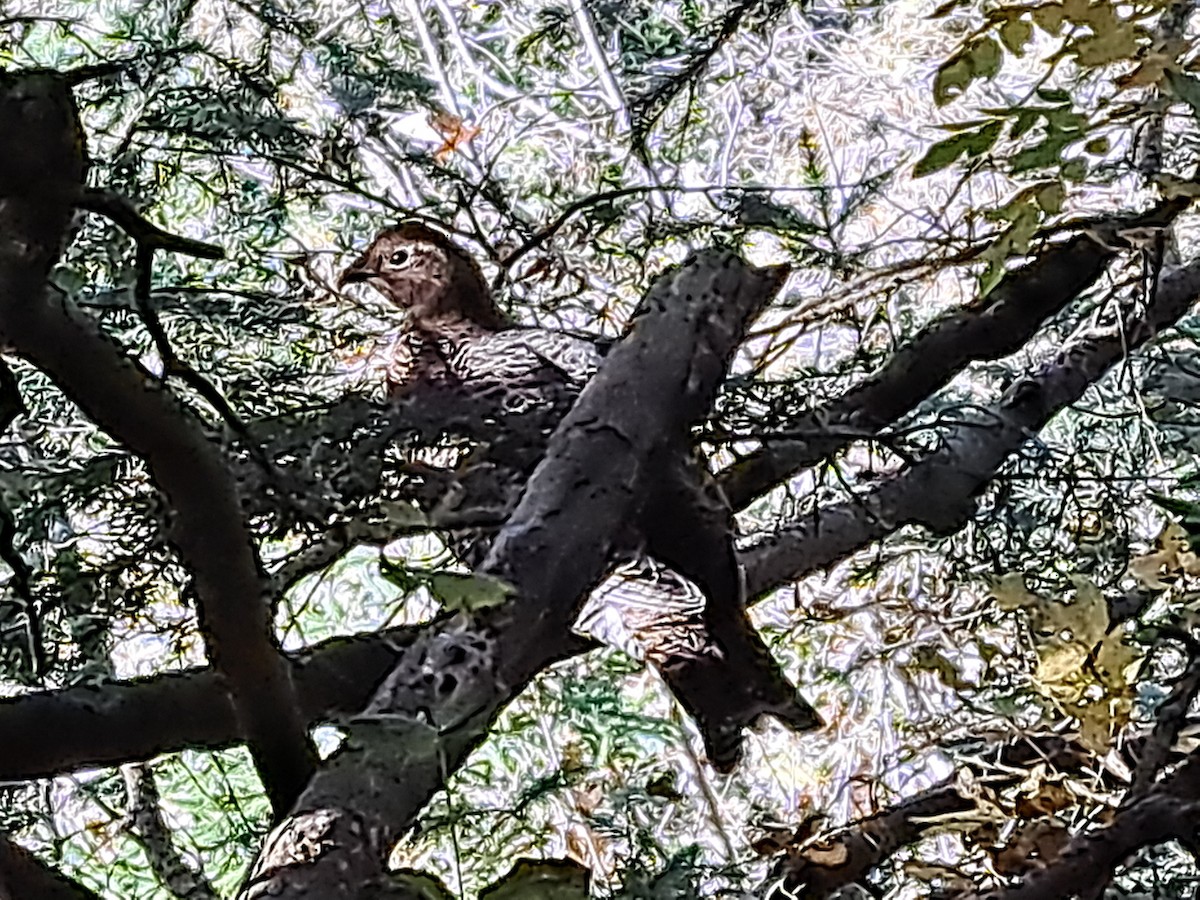 Хар хур - ML644039703