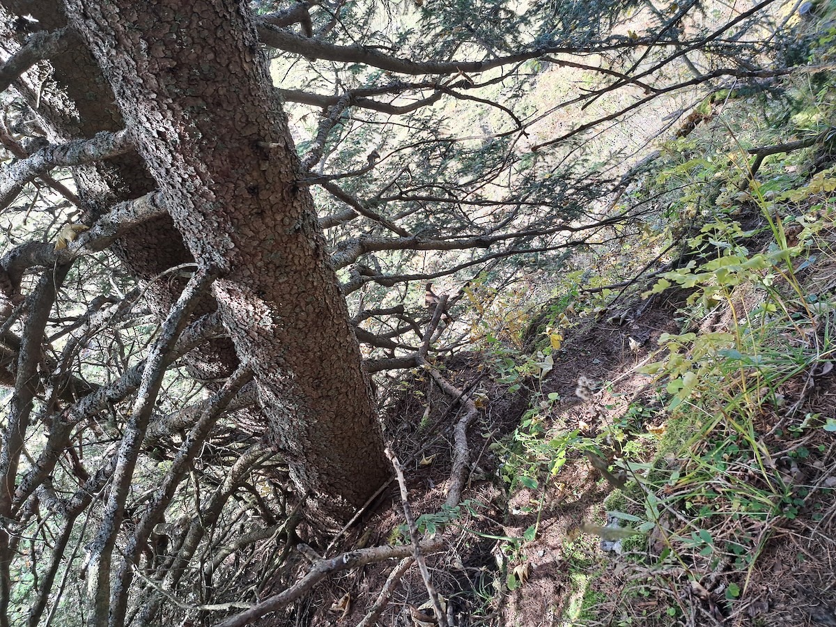 Хар хур - ML644039704