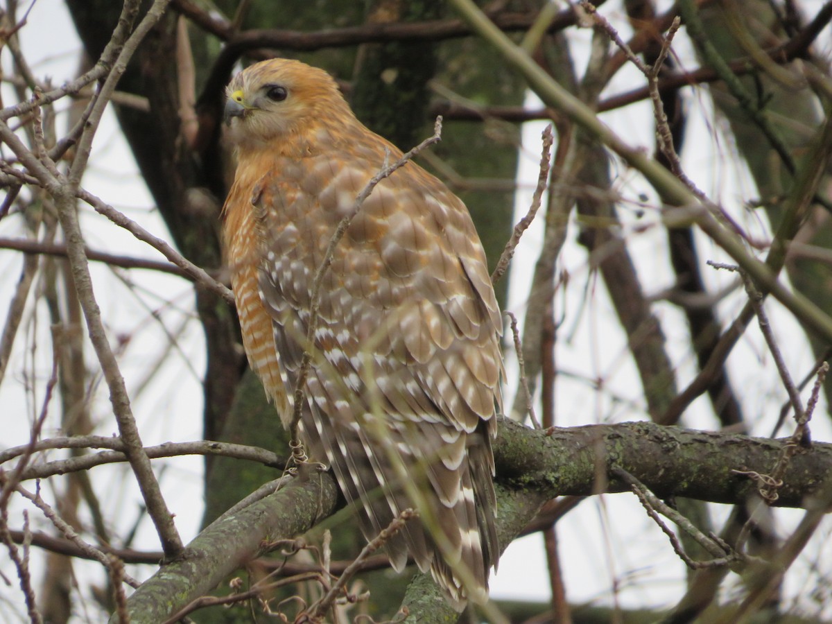 Rotschulterbussard - ML644039714