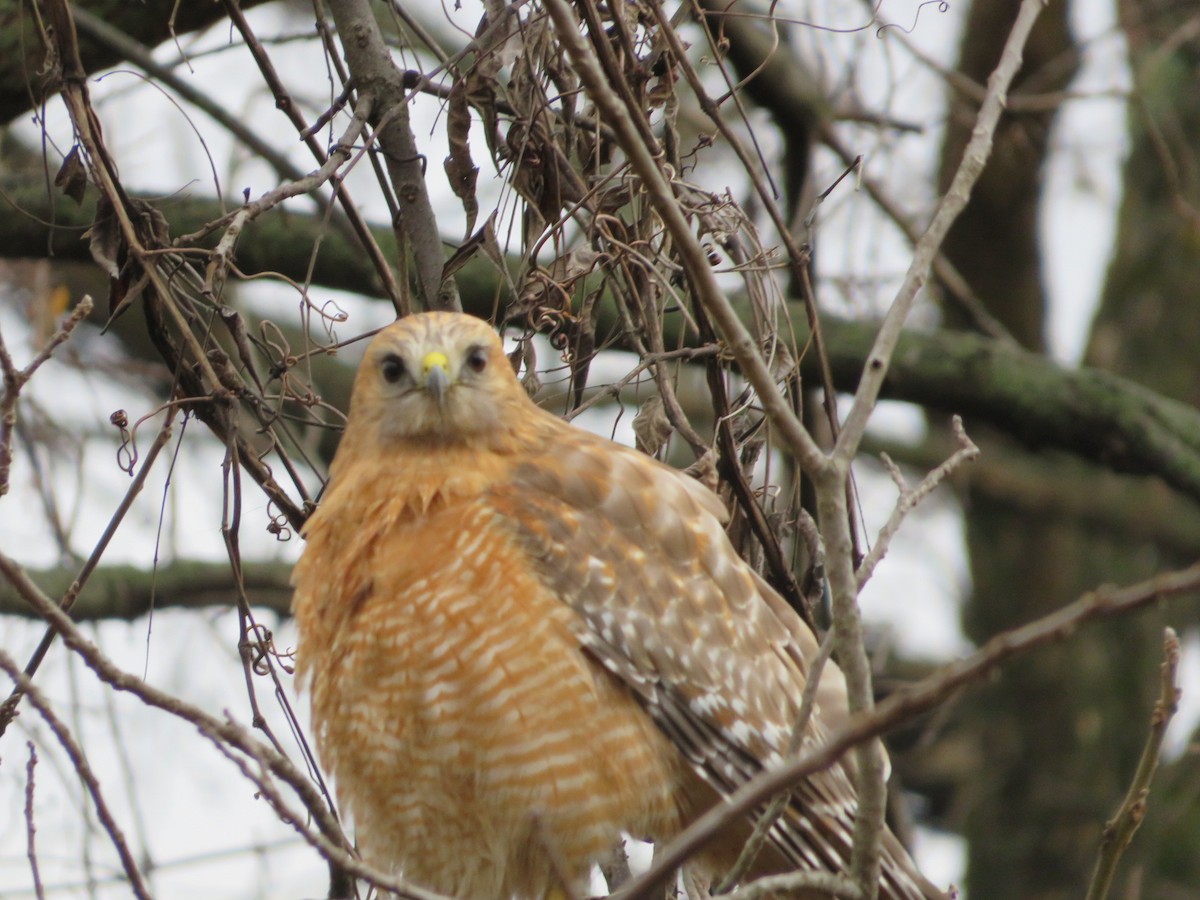 Rotschulterbussard - ML644039715