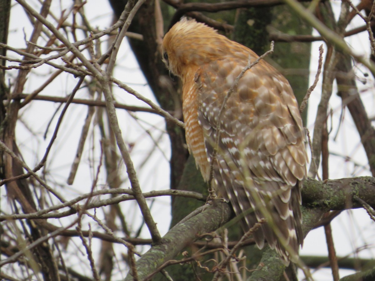 Rotschulterbussard - ML644039716