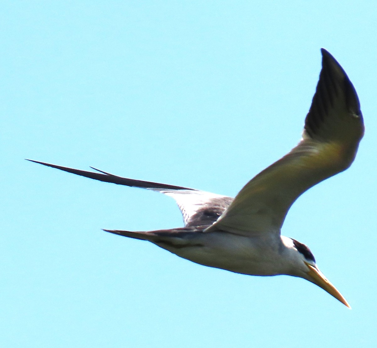 Large-billed Tern - ML644039744