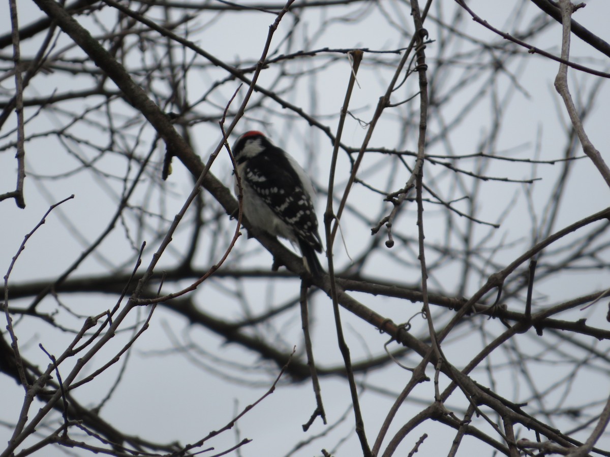 Dunenspecht - ML644039781