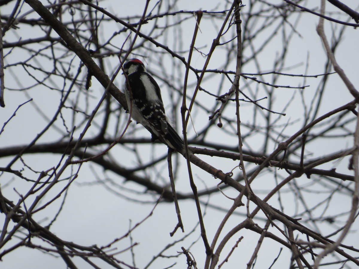 Dunenspecht - ML644039782