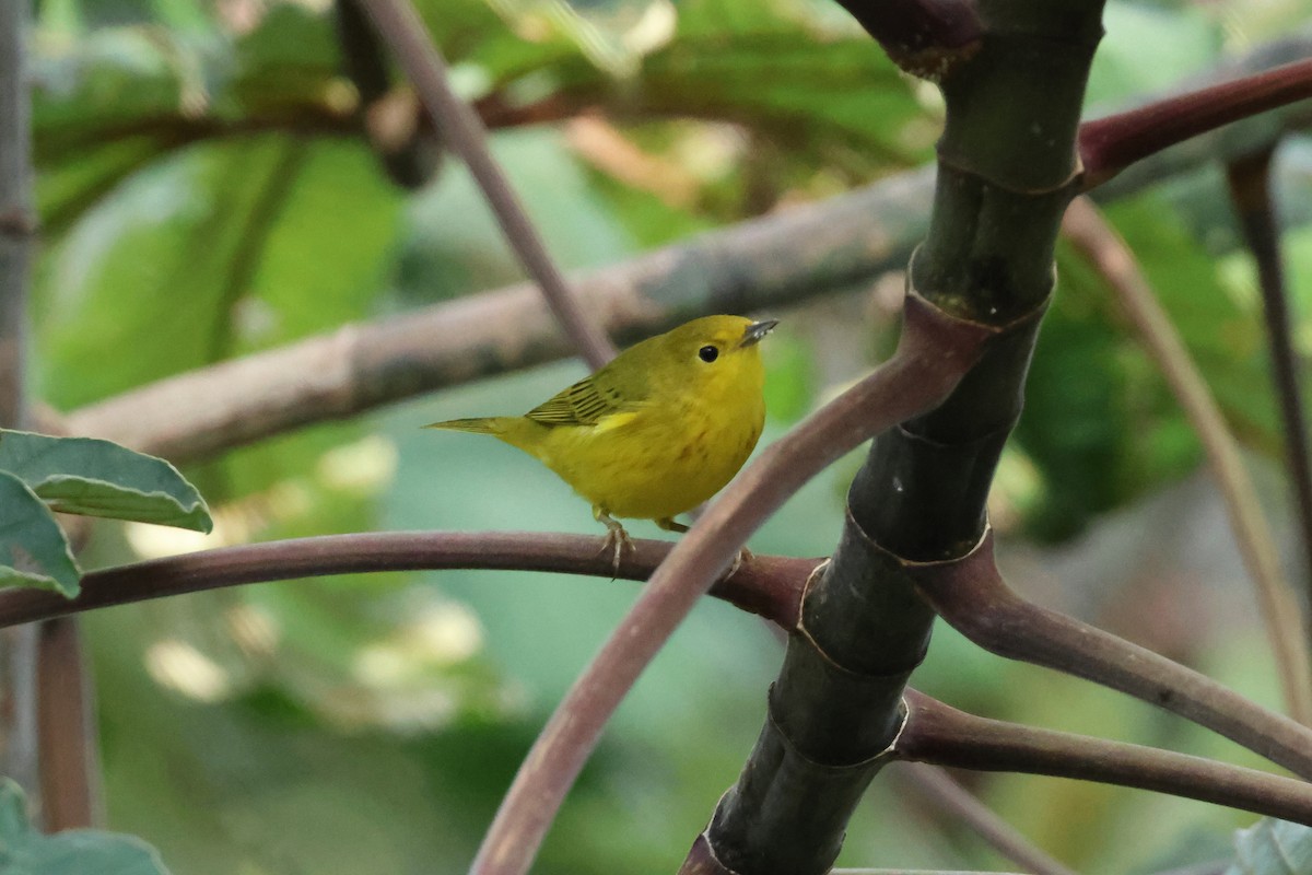 Goldwaldsänger - ML644039797