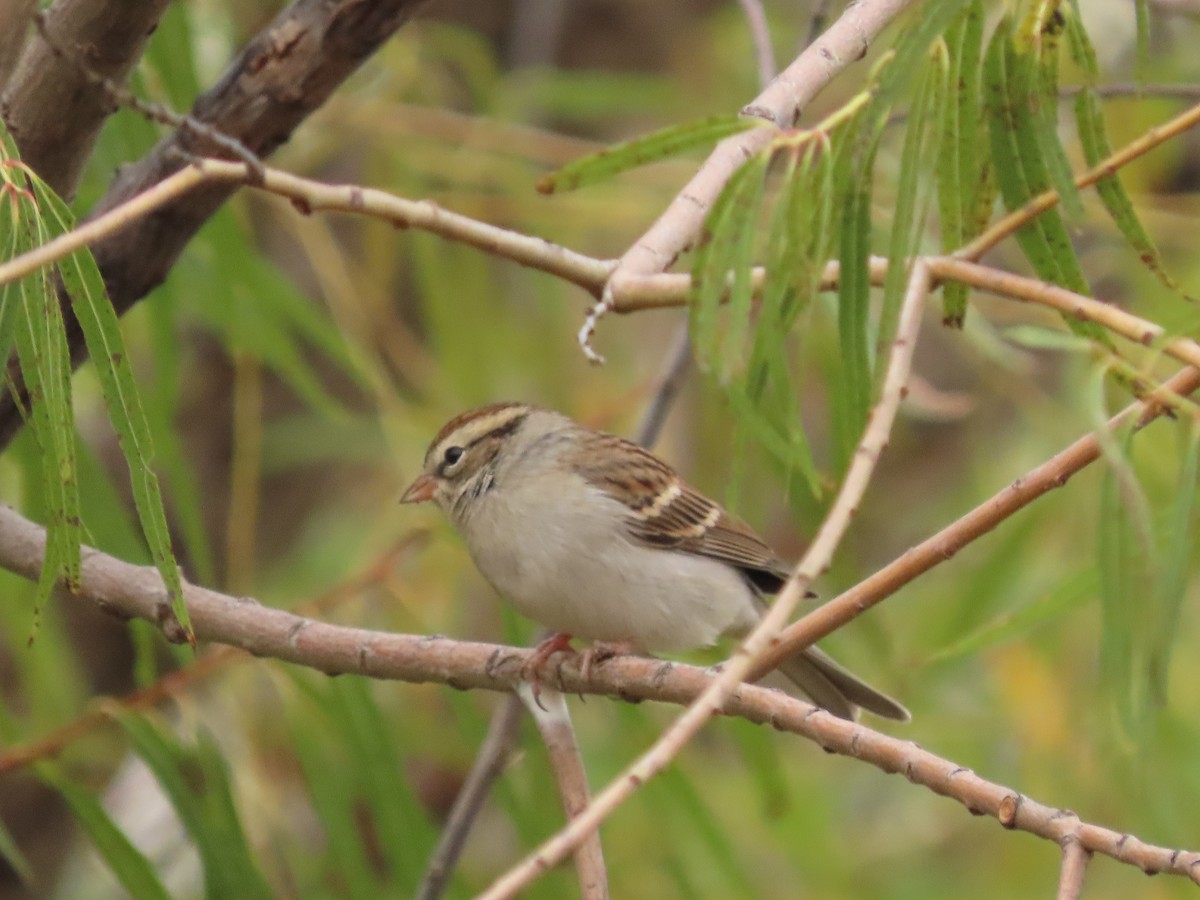 Chipping Sparrow - ML644039834