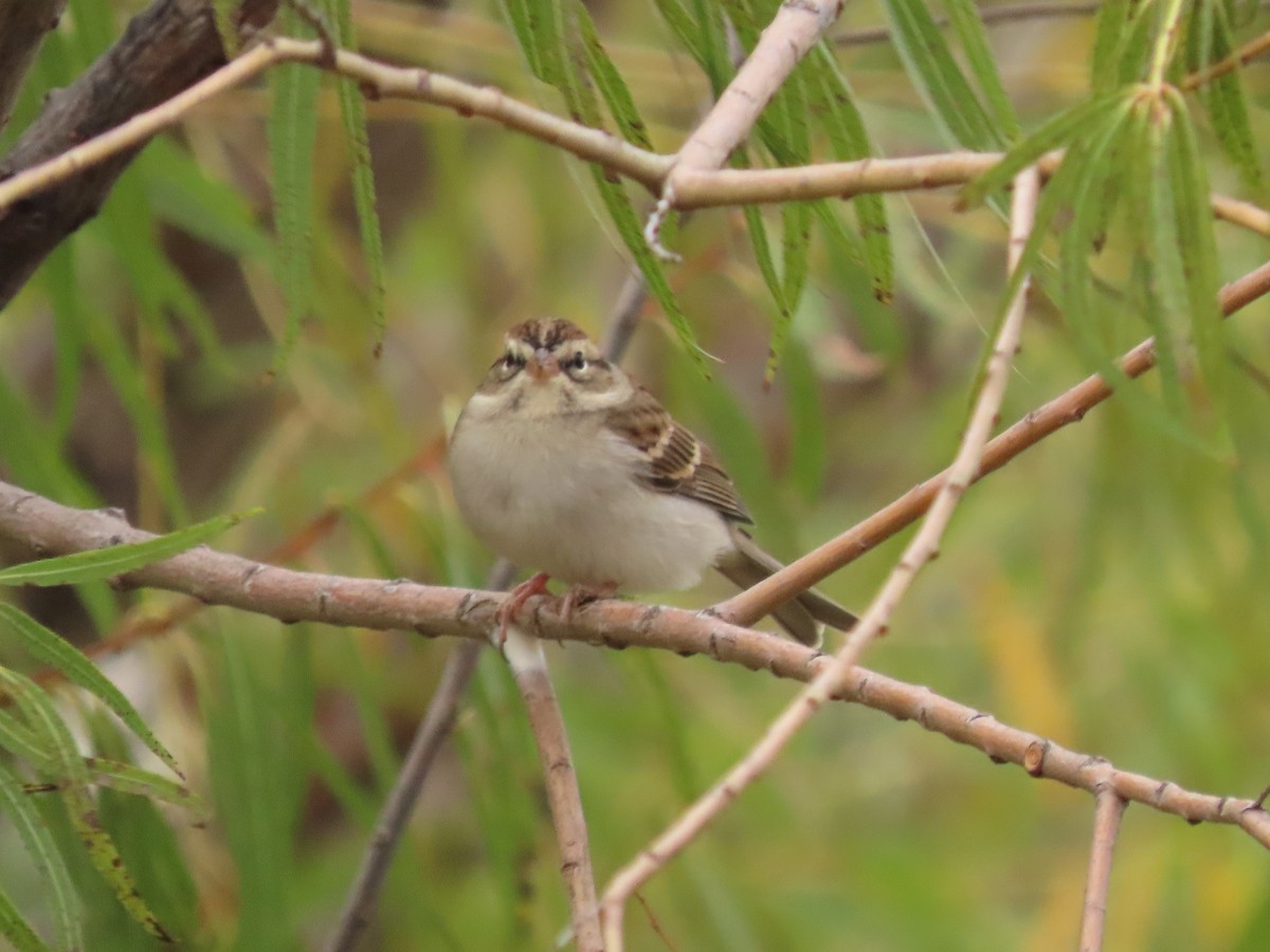 Chipping Sparrow - ML644039839