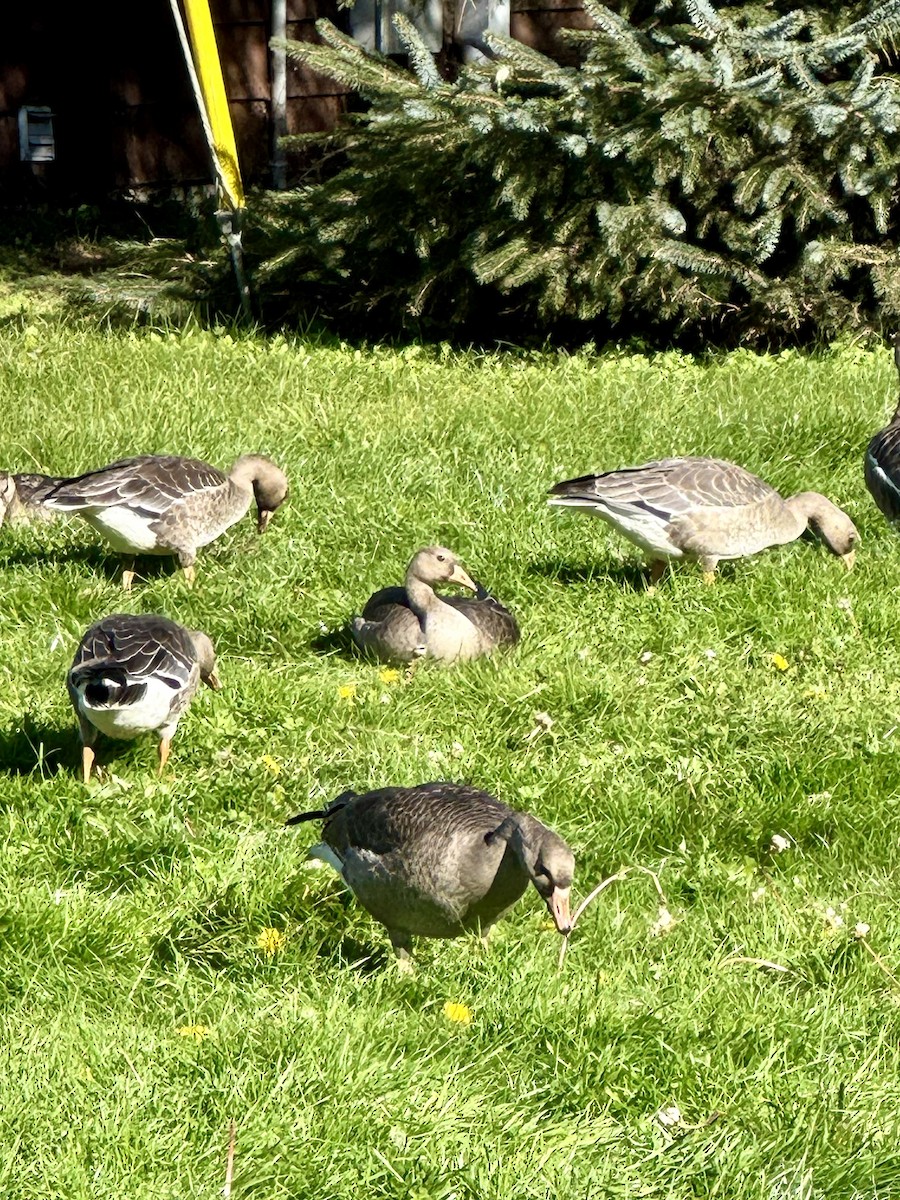 Oca lombardella - ML644039851