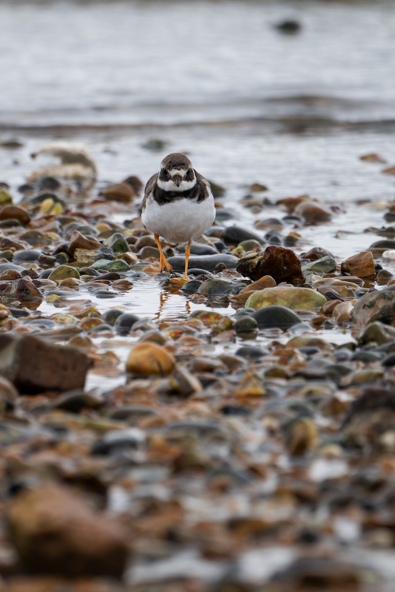Common Ringed Plover - ML644039858