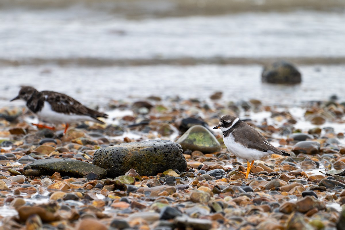 Common Ringed Plover - ML644039859