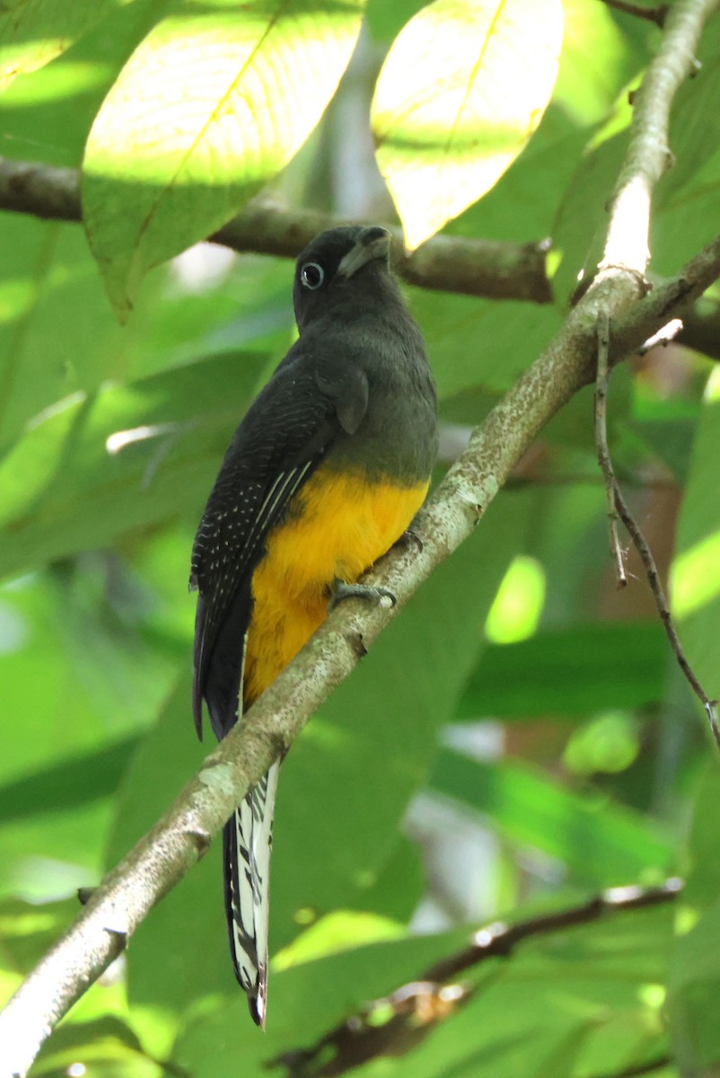 Trogon de Sclater - ML644039861