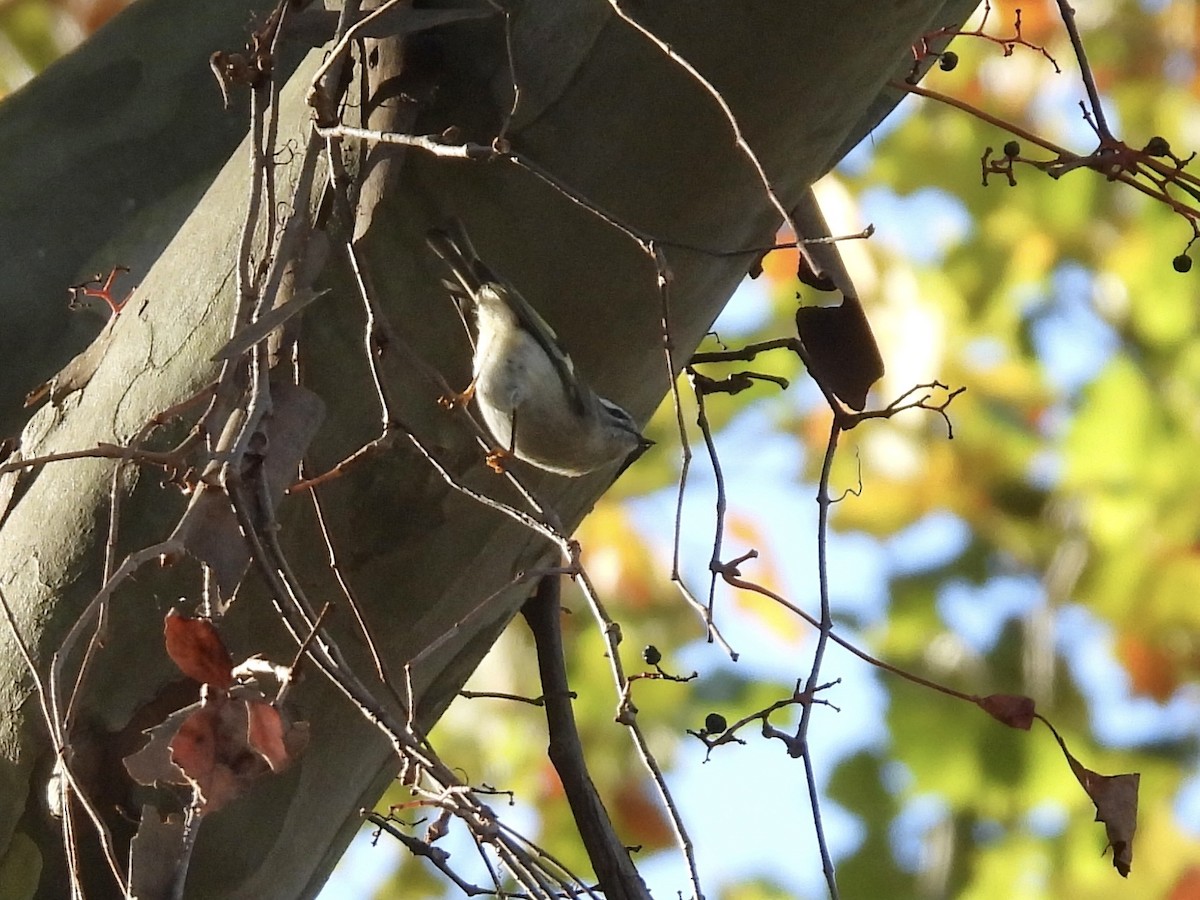 Golden-crowned Kinglet - ML644039864