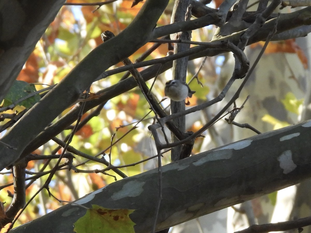 Golden-crowned Kinglet - ML644039865