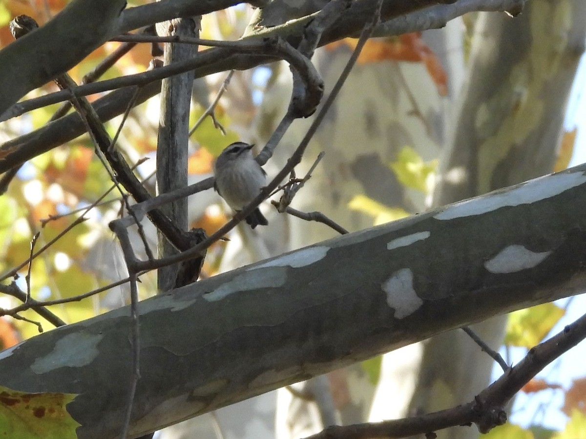 Golden-crowned Kinglet - ML644039866