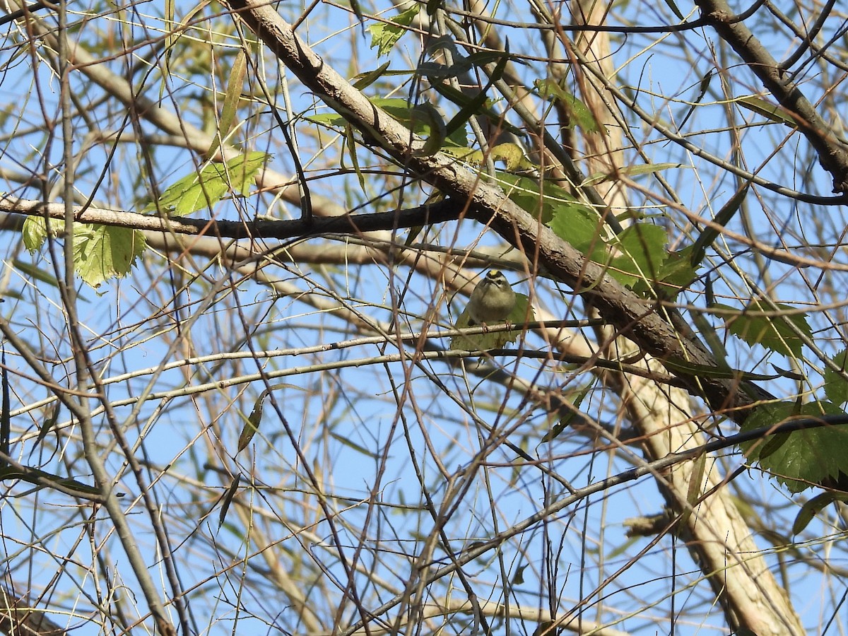 Golden-crowned Kinglet - ML644039867