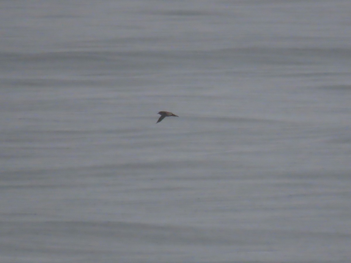 ハシボソミズナギドリ - ML644039873