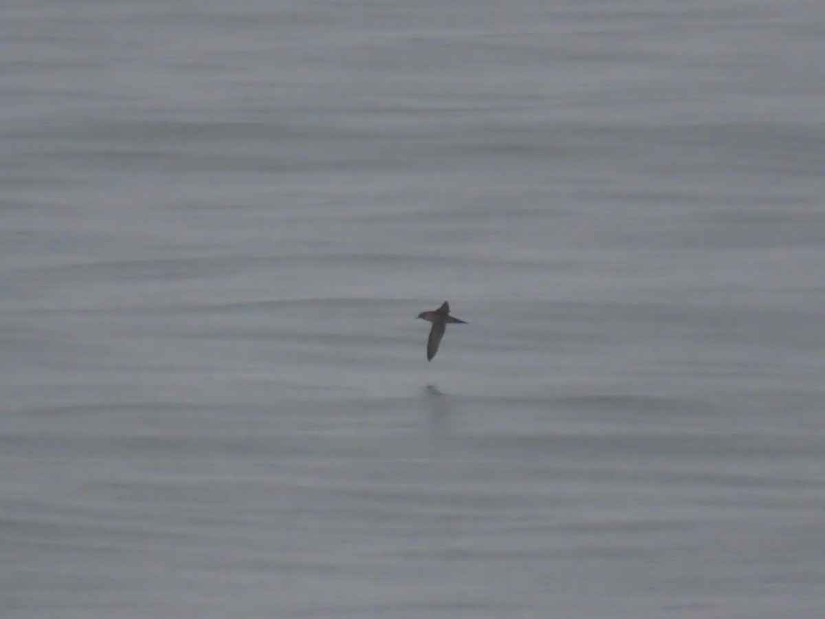 ハシボソミズナギドリ - ML644039874