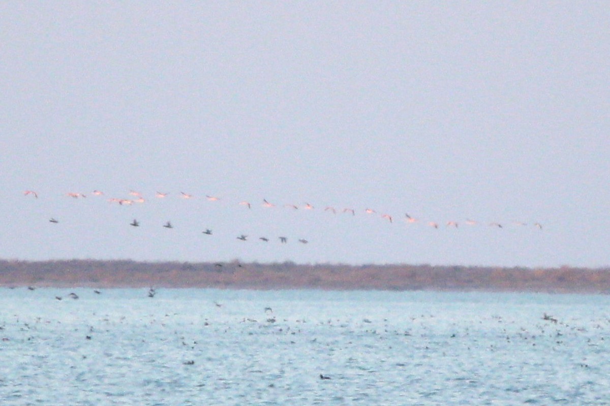 Flamant nain - ML644039883