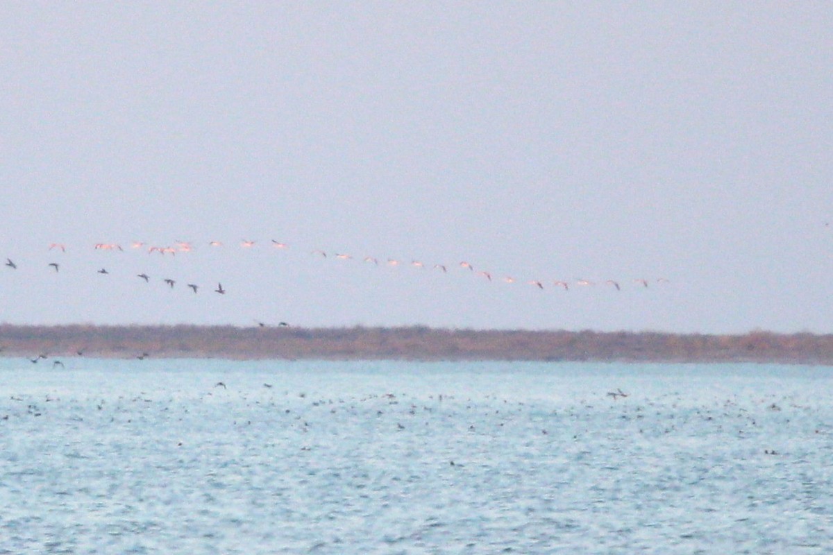 Flamant nain - ML644039884