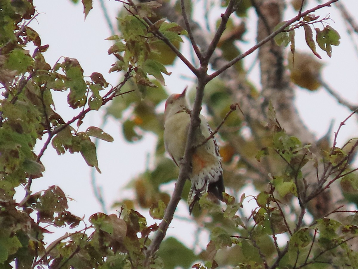Red-bellied Woodpecker - ML644039894