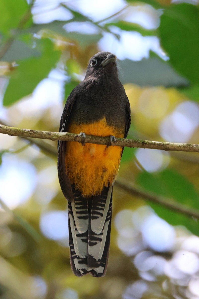 Trogon de Sclater - ML644039901
