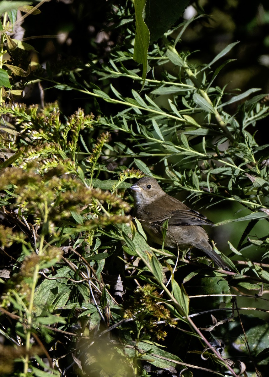 Indigo Bunting - ML644039913