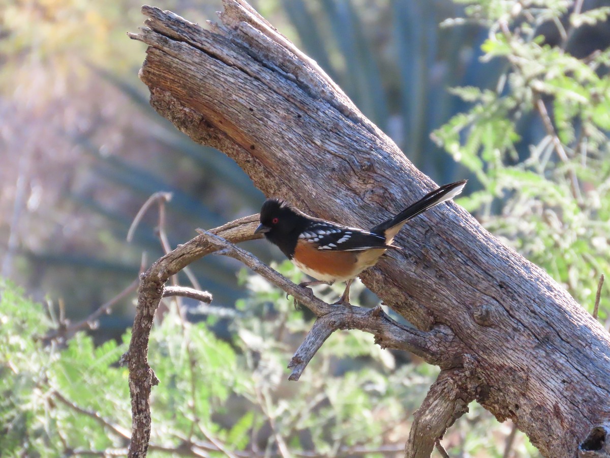 Spotted Towhee - ML644039921