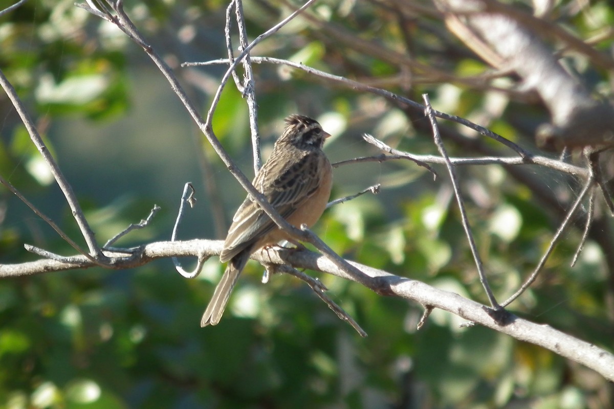 Cinnamon-breasted Bunting - ML644039931