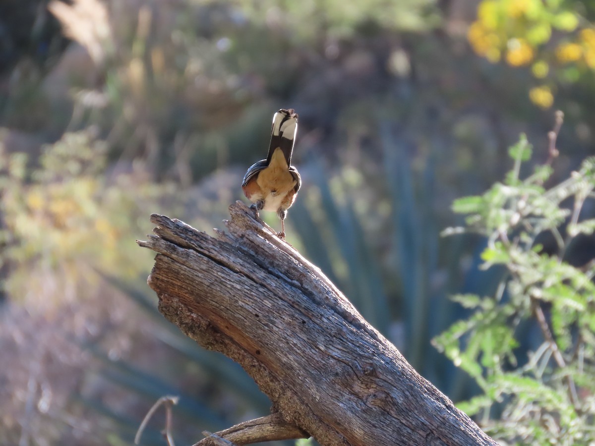 Spotted Towhee - ML644039934