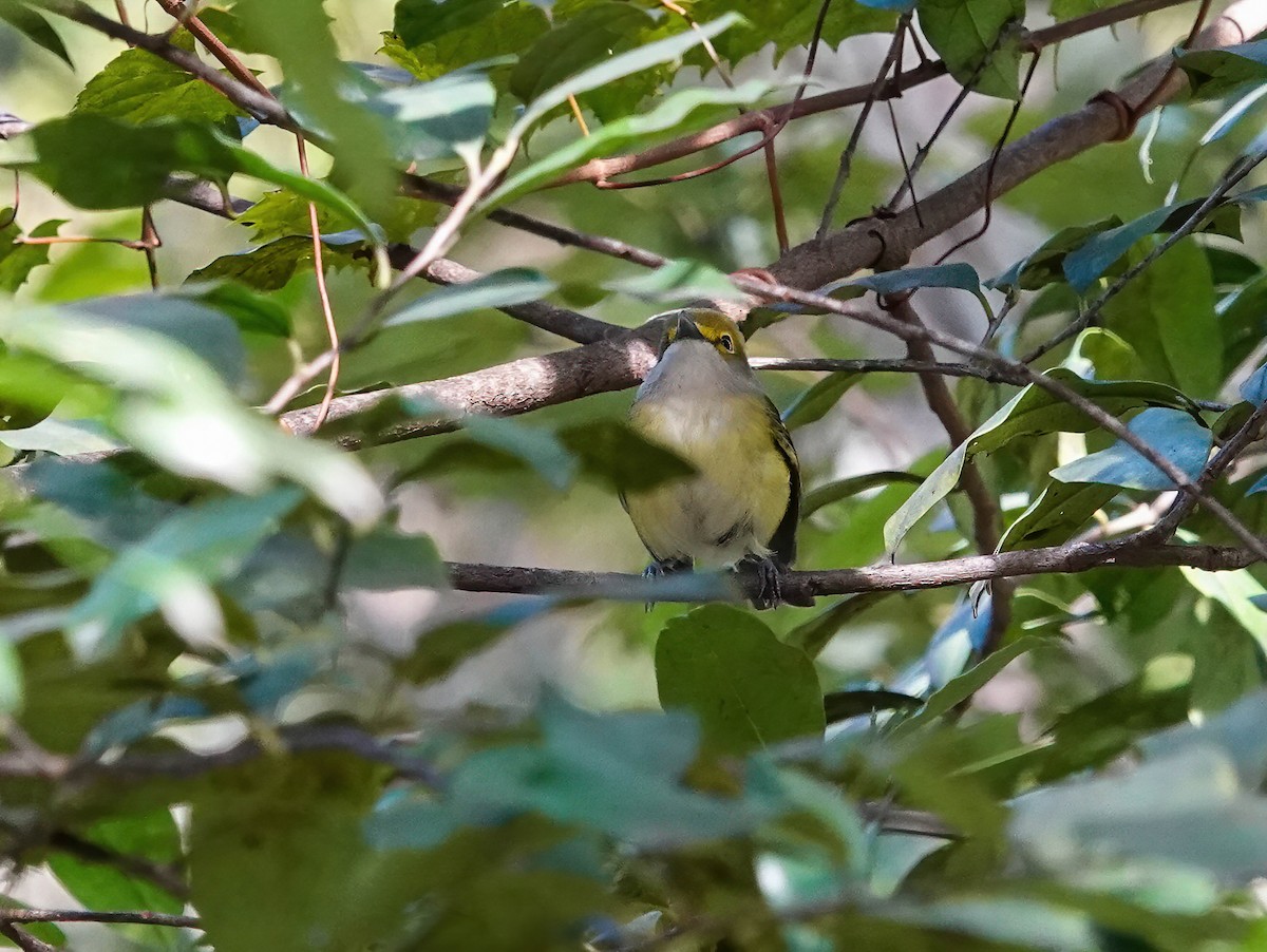 Weißaugenvireo - ML644039935