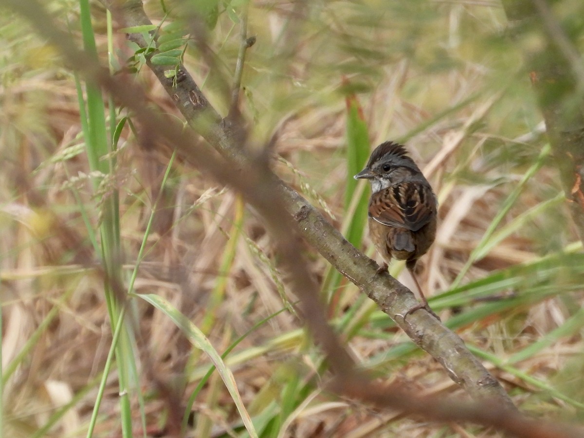 Swamp Sparrow - ML644039954