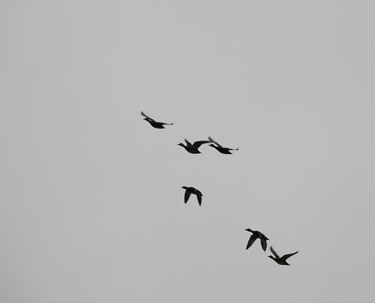 Brant (Dark-bellied) - ML644039957