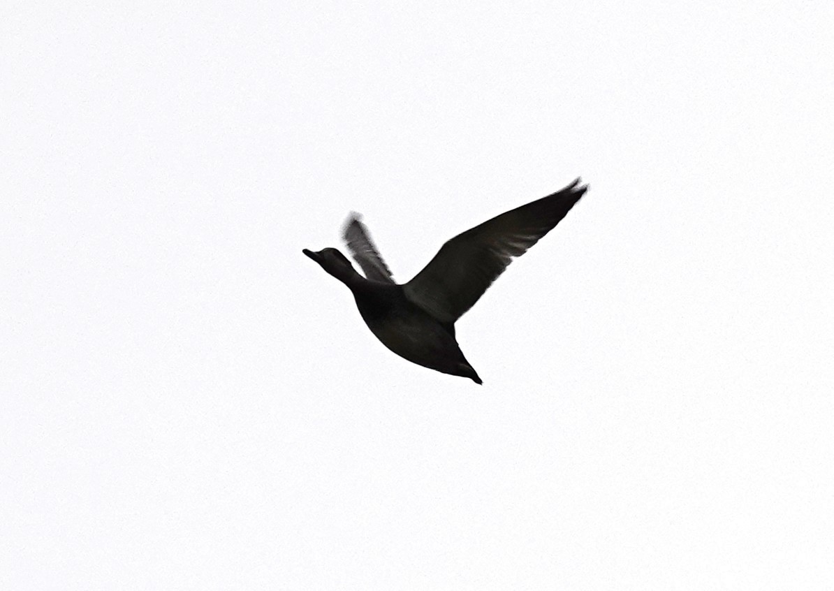Brant (Dark-bellied) - ML644039960