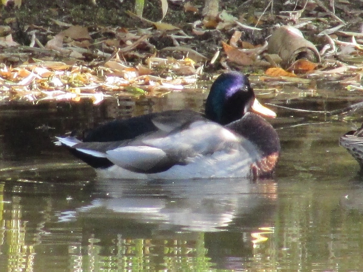 マガモ - ML644039985