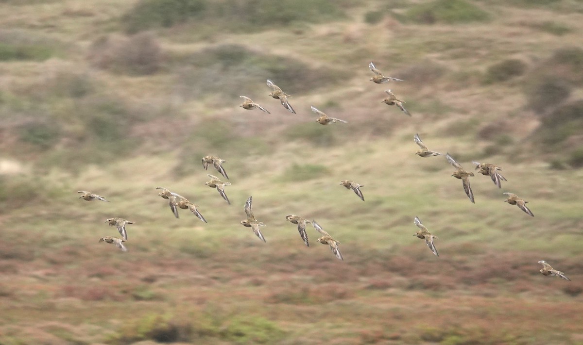 European Golden-Plover - ML644039986
