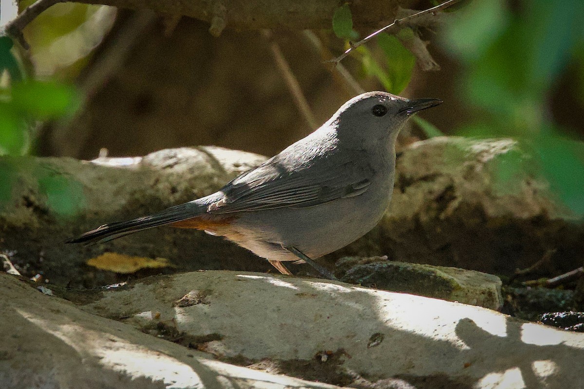 Gray Catbird - ML644039988