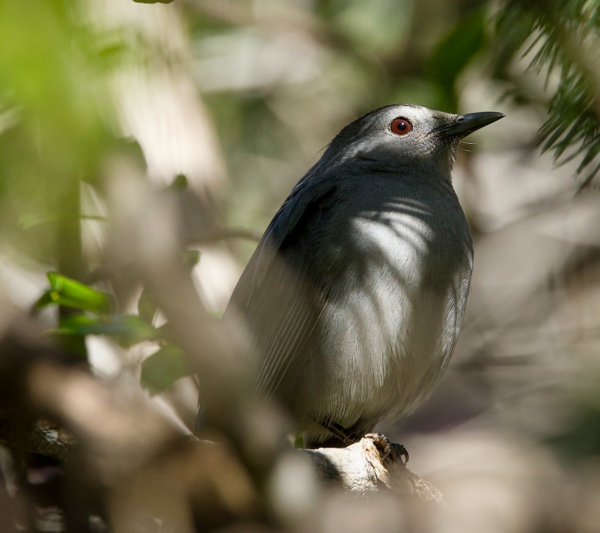 Gray Catbird - ML644039989