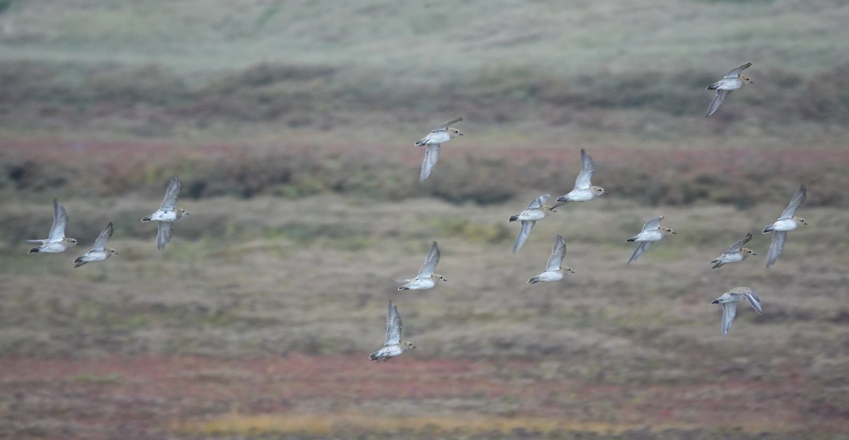 European Golden-Plover - ML644039991