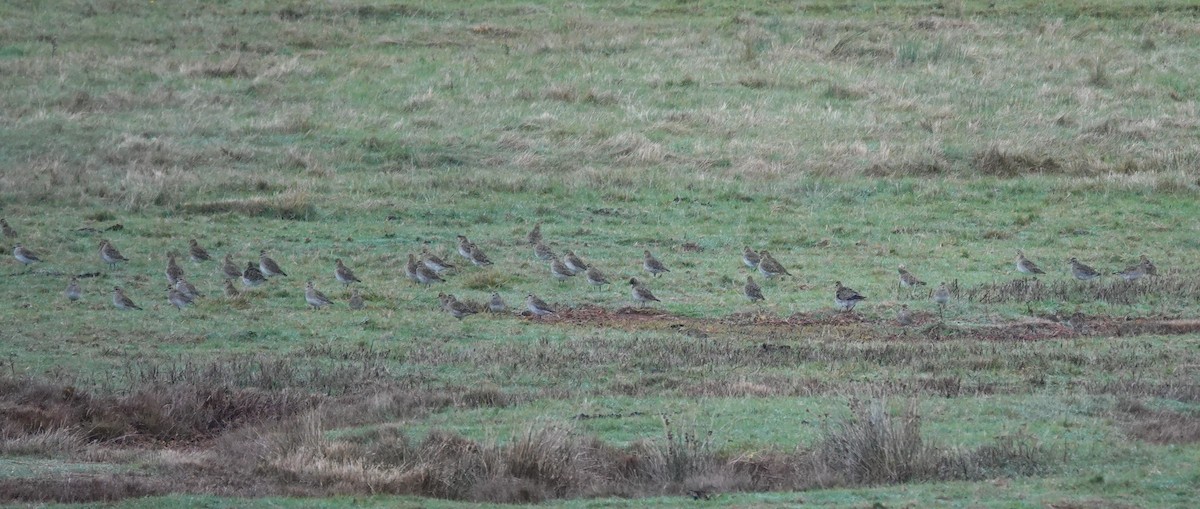 European Golden-Plover - ML644039994