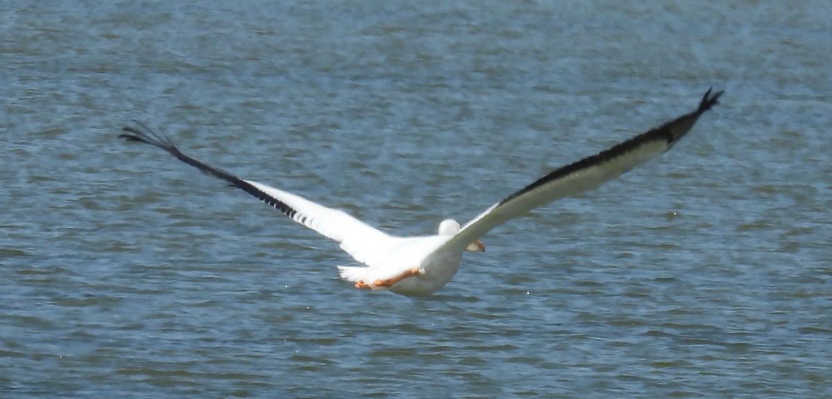 American White Pelican - ML644039996