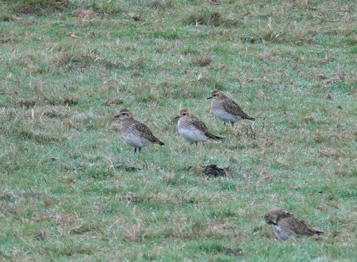 European Golden-Plover - ML644039997