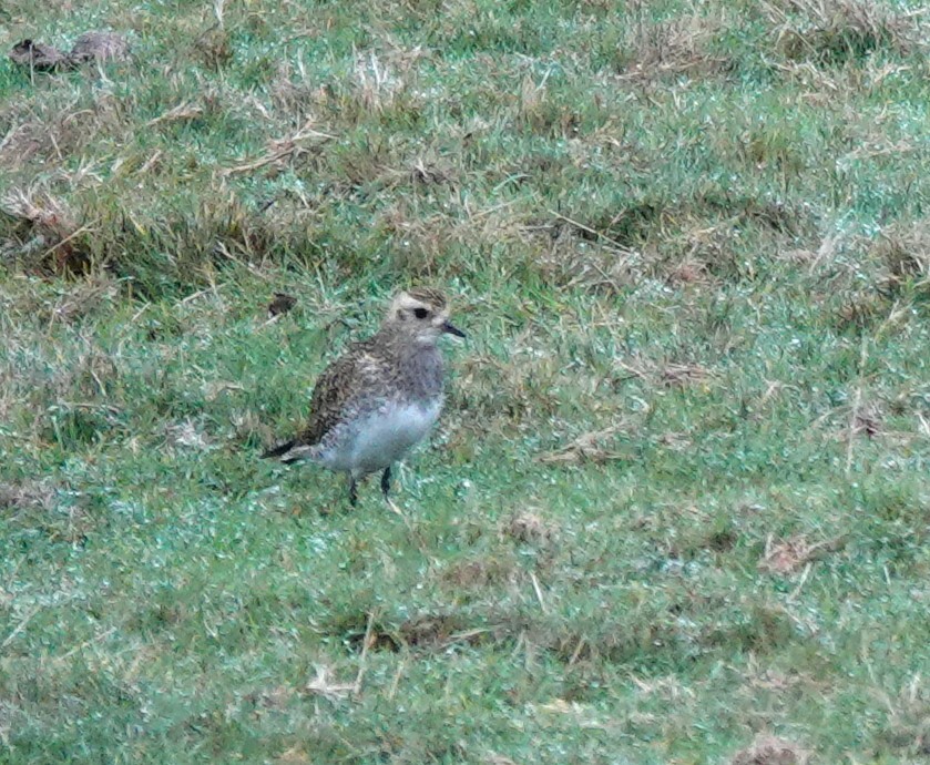 European Golden-Plover - ML644040000