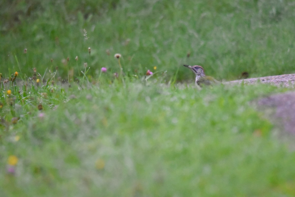 Eurasian Green Woodpecker - ML644040001