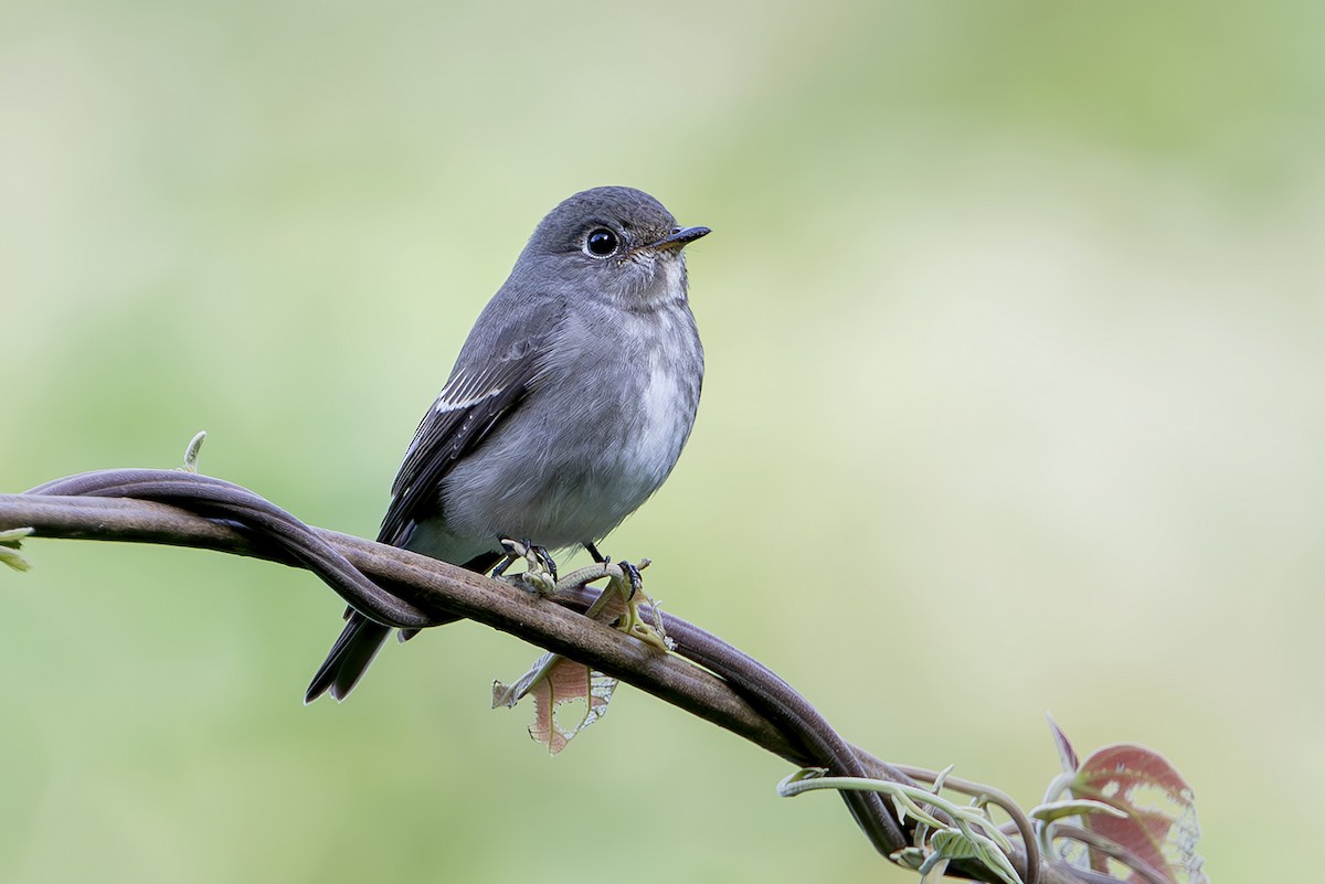 Dark-sided Flycatcher (Siberian) - ML644040006