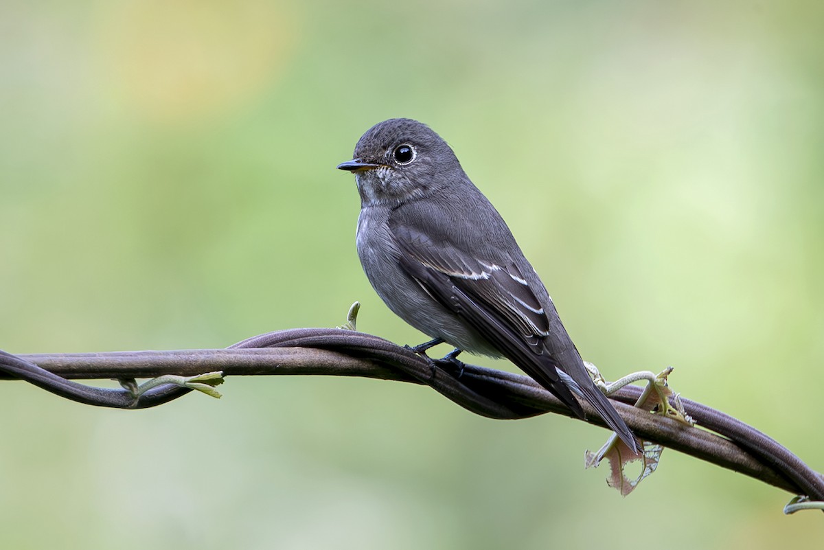 Dark-sided Flycatcher (Siberian) - ML644040007