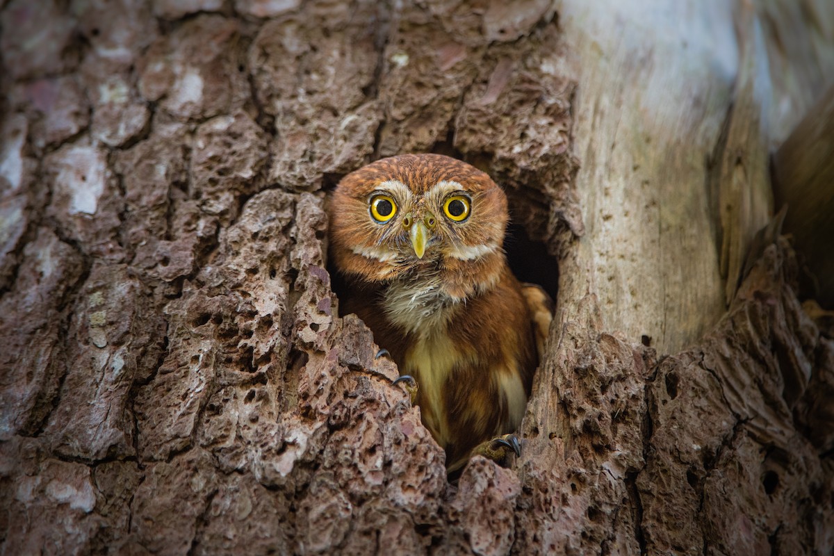 Ferruginous Pygmy-Owl - ML644040013