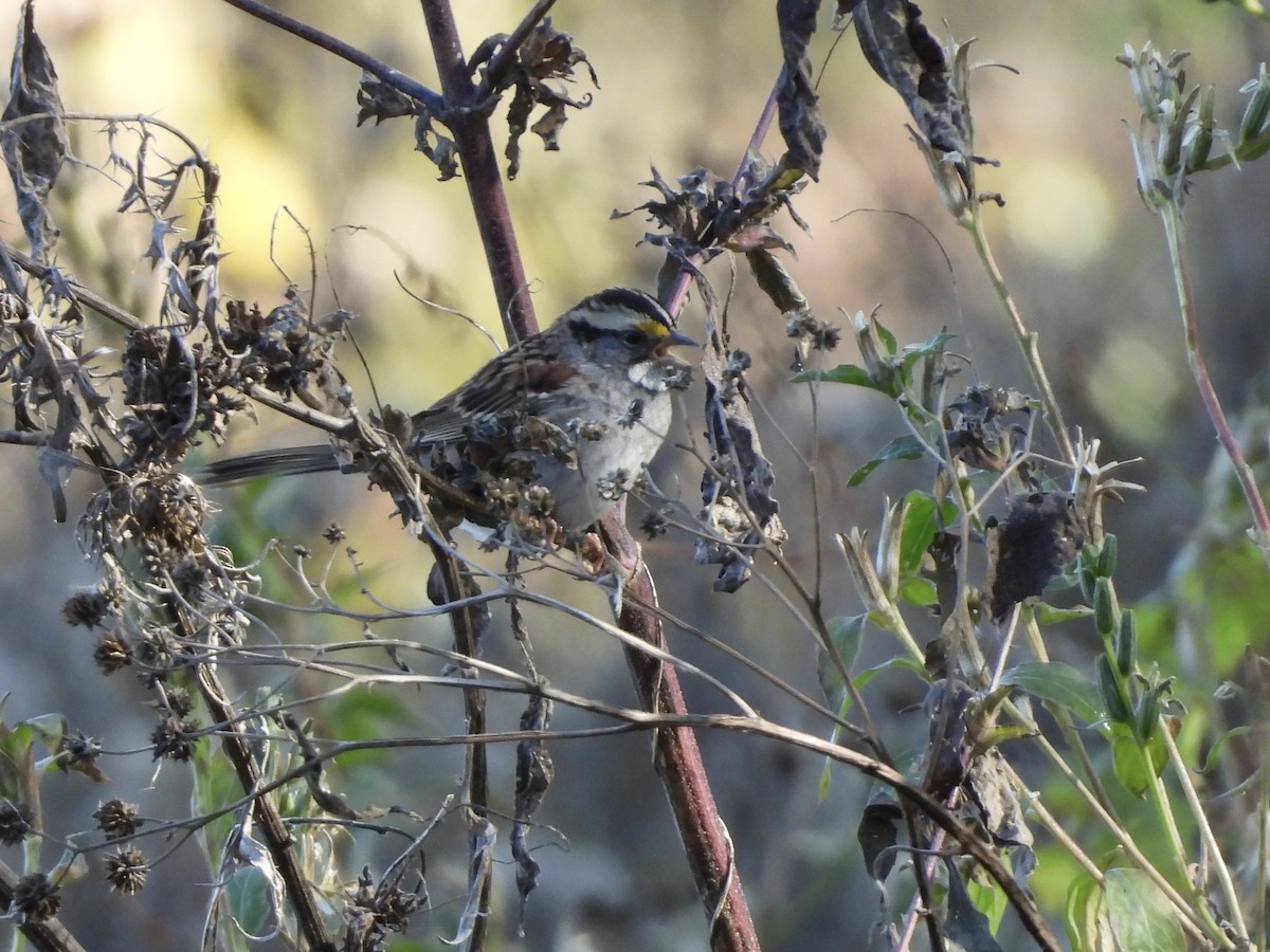 White-throated Sparrow - ML644040043