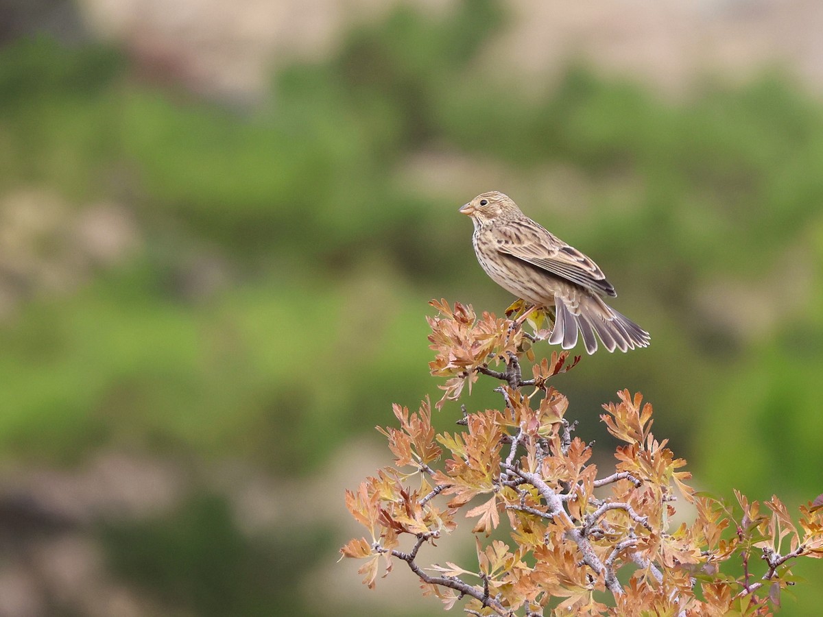 Corn Bunting - ML644040048