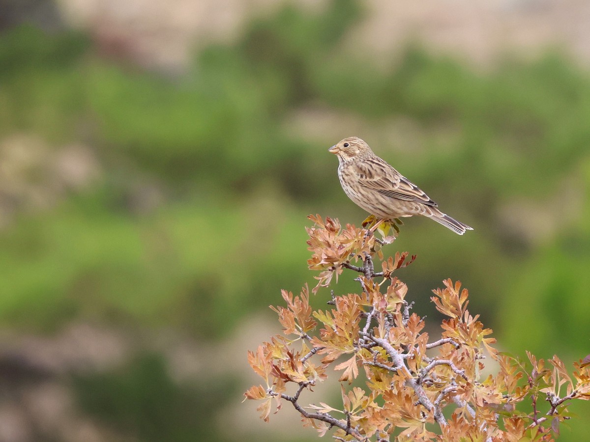 Corn Bunting - ML644040058