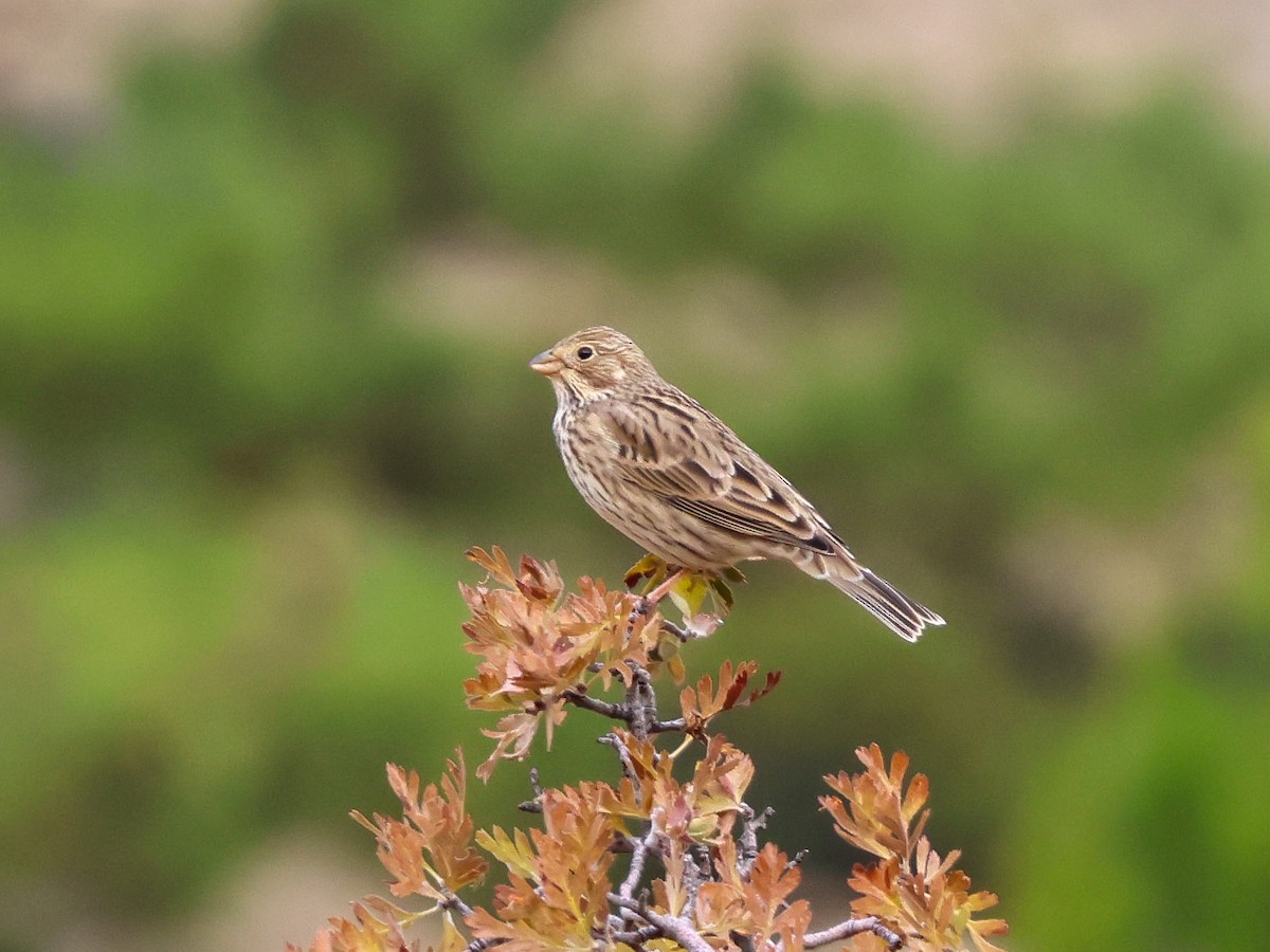Corn Bunting - ML644040062